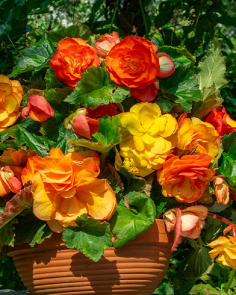 Begonia Cascade Sunray7